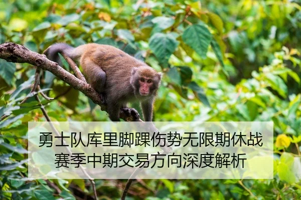 勇士队库里脚踝伤势无限期休战 赛季中期交易方向深度解析